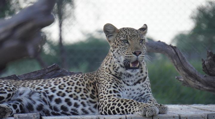 Mukumbura Lodge Swartwater