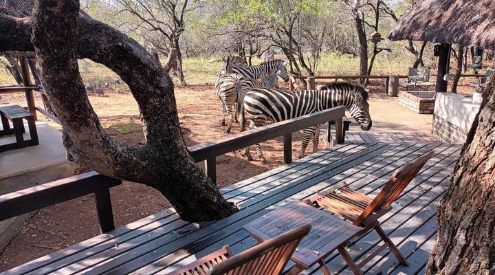 South Safari Lodge
