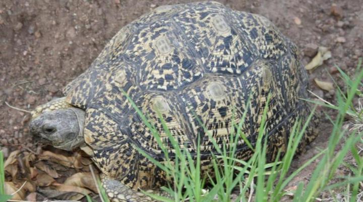 Normann Safari Bush Lodge