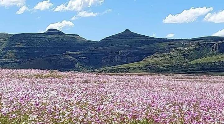 Willowdene Guest Farm