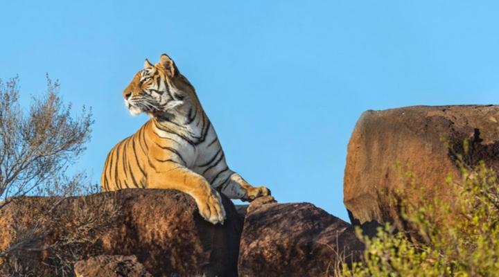 Kishindo Tiger Canyon Private Game Reserve