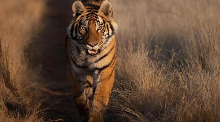 Kishindo Tiger Canyon Private Game Reserve