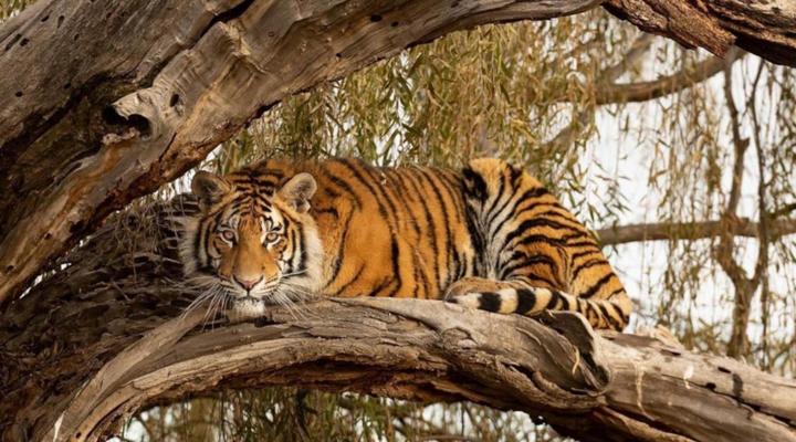 Kishindo Tiger Canyon Private Game Reserve