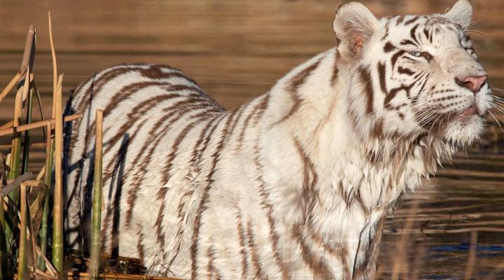 Kishindo Tiger Canyon Private Game Reserve