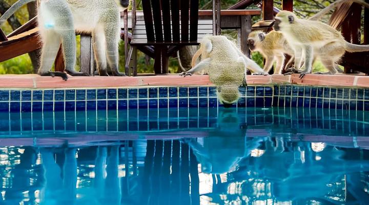 Thula Thula Private Game Reserve & Safari Lodge