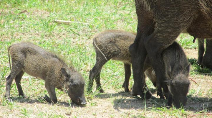 Self-Catering Accommodation in St Lucia
