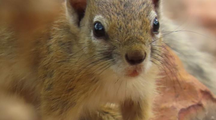 Noko Lodge Mabalingwe