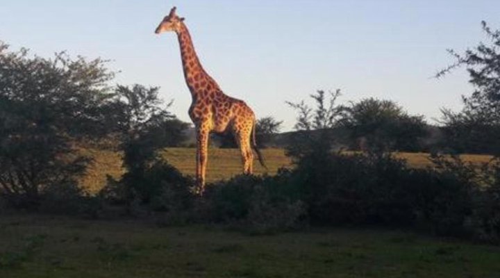 Glen Boyd Game Reserve