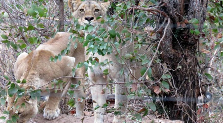 Mutsami Private Bush Lodge