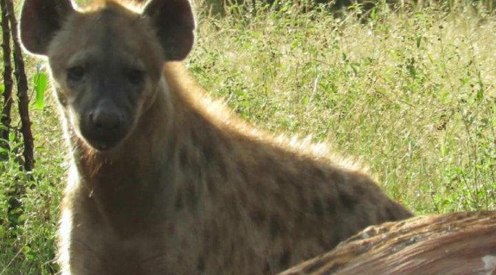 Mutsami Private Bush Lodge