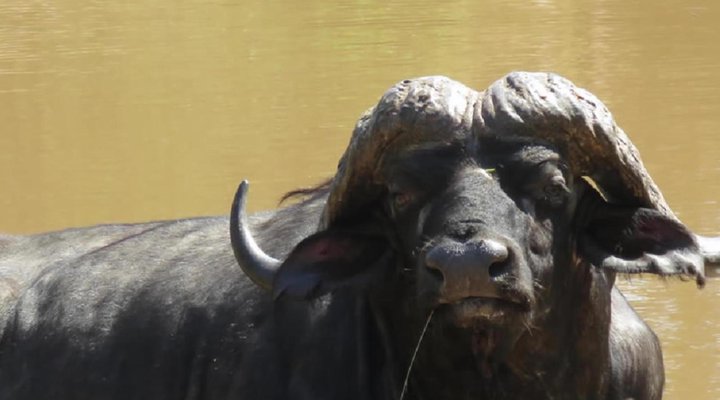 Mutsami Private Bush Lodge