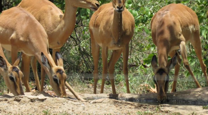 Mutsami Private Bush Lodge