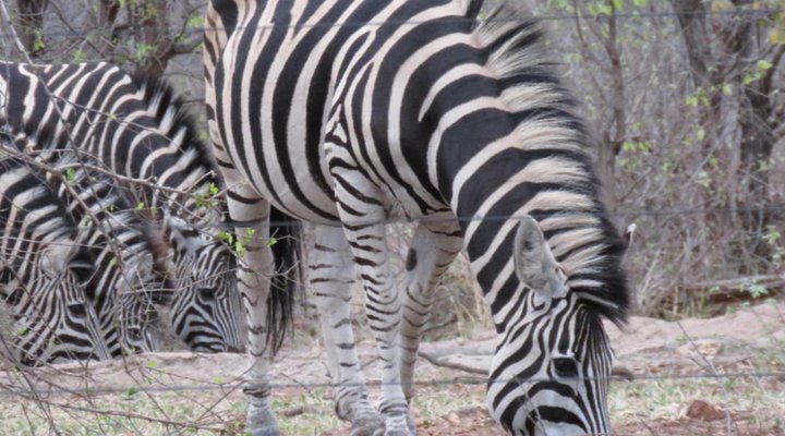 Mutsami Private Bush Lodge