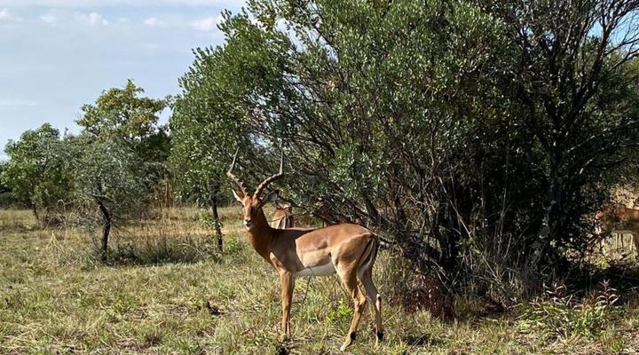 Moi Signature Luxury Villa's - Zebula Golf and Wildlife Estate