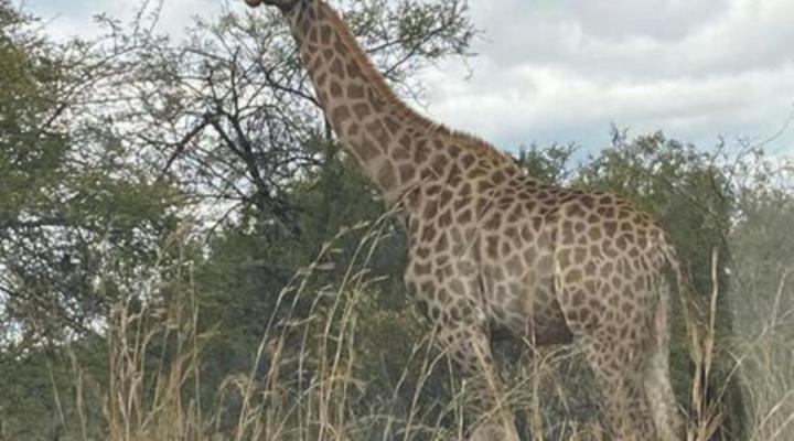 Moi Signature Luxury Villa's - Zebula Golf and Wildlife Estate