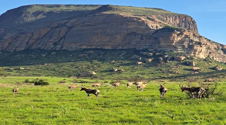 Mount Everest Guest Farm