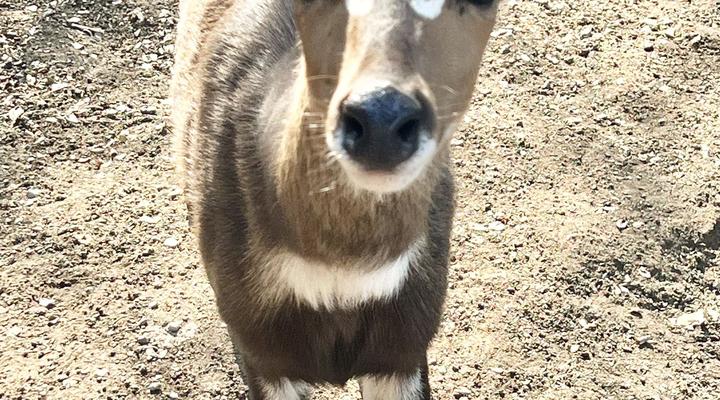 Kruger Kumba - Lahlekile Nathi