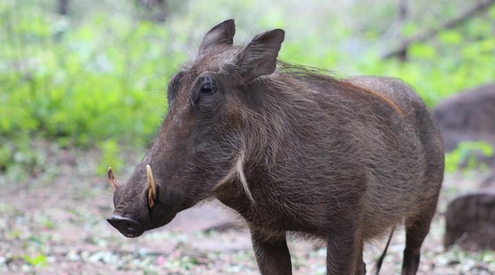 Kruger Kumba - Lahlekile Nathi