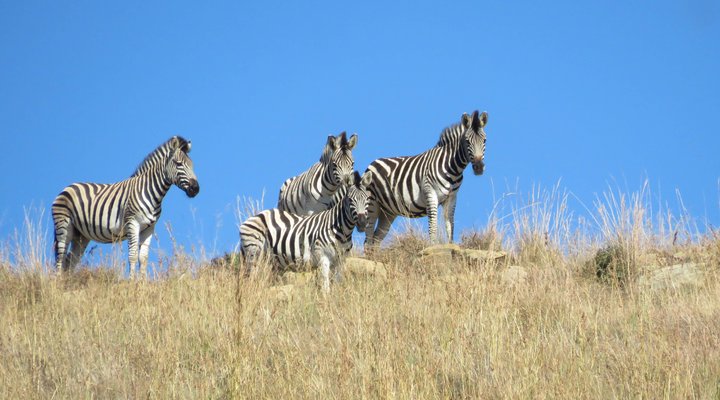 Qwantani Private Rentals