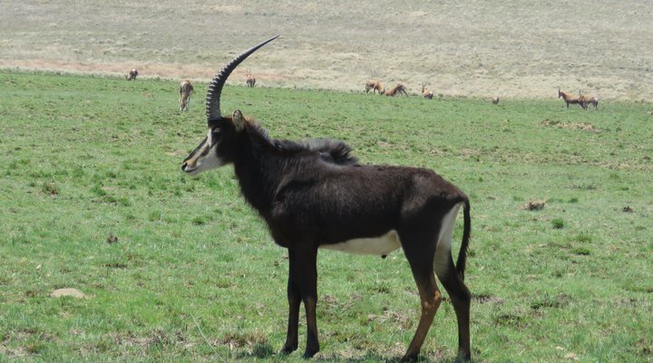 Qwantani Private Rentals