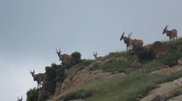 Qwantani Private Rentals