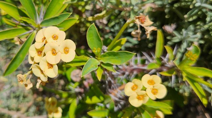 Rawsonville Guest House