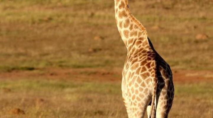 Letsatsi Private Game Reserve