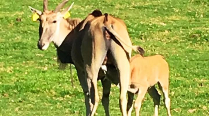 Meijer's Rust Guest Farm