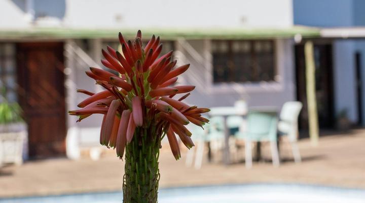 African Sands B&B Kingsway