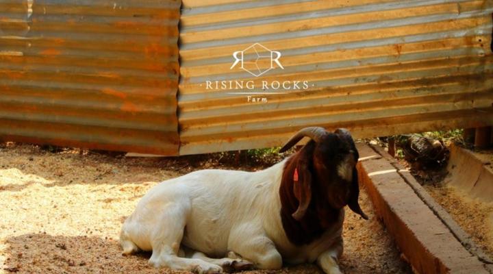 Rising Rocks Farm