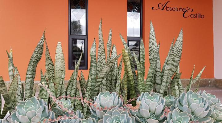  Absolute Castillo