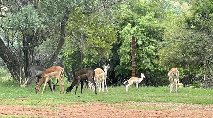 Mangwa Valley Game Lodge