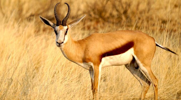 Jansen Kalahari Guest Farm