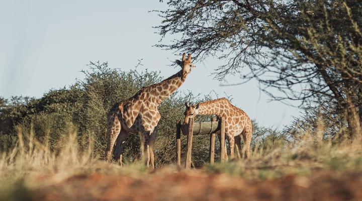 Jansen Kalahari Guest Farm