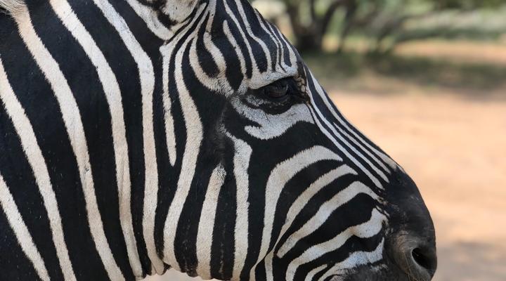 Tswenyane Kruger Lodge