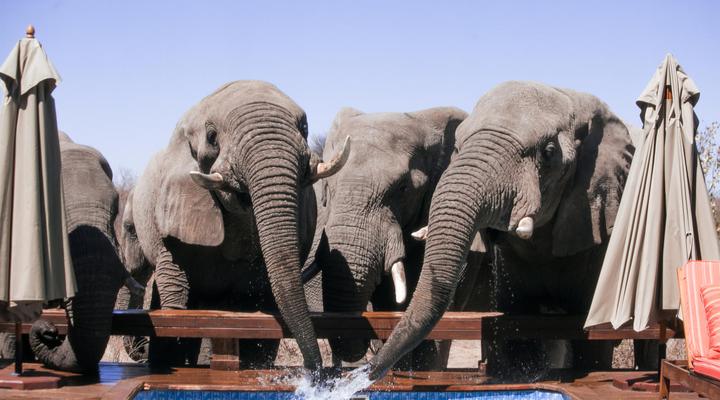 The Lodge at Feline Fields