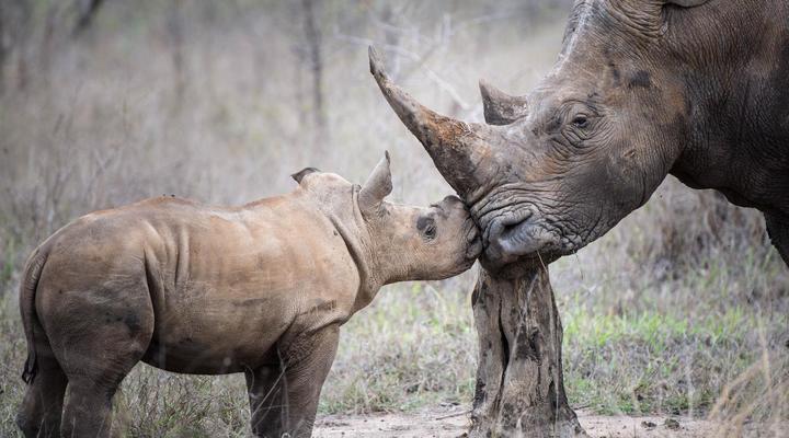 iHolidays - iBhubesi Lodge