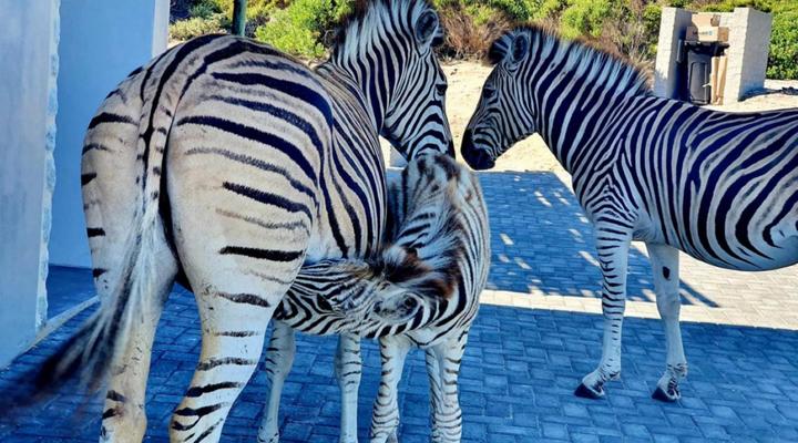 Seas the Day Romansbaai