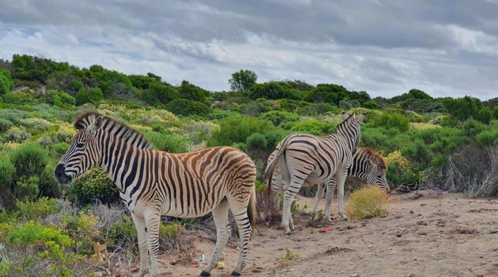 Seas the Day Romansbaai
