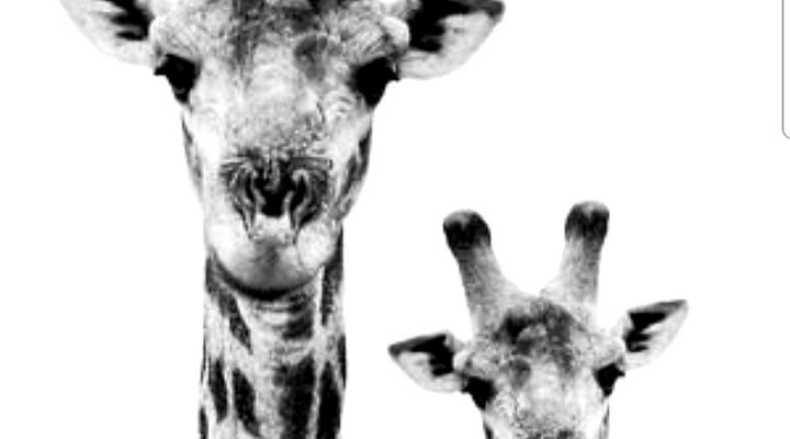 African Lily Self Catering Suites