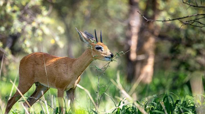 Evolve Back Gham Dhao Lodge, Kalahari