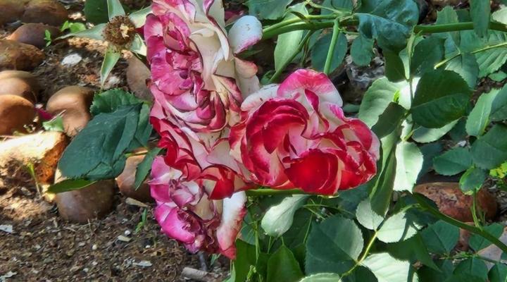 Spes Bona Guesthouse