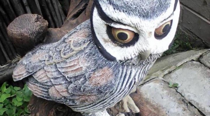 Elephant Lodge Guest House