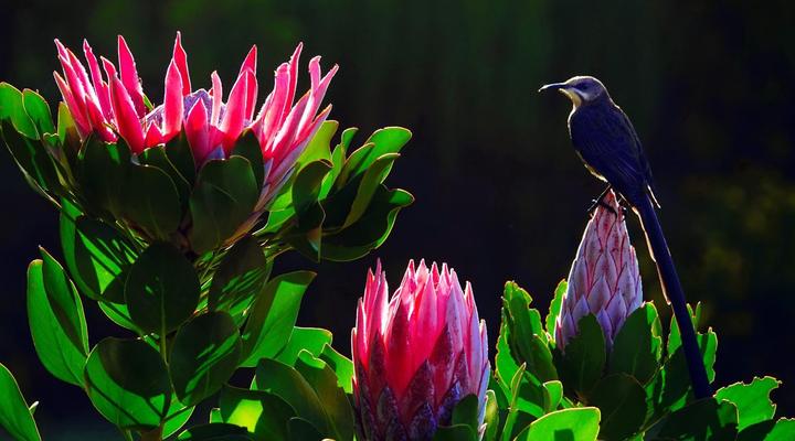 Berghuis Mountain Hideaway