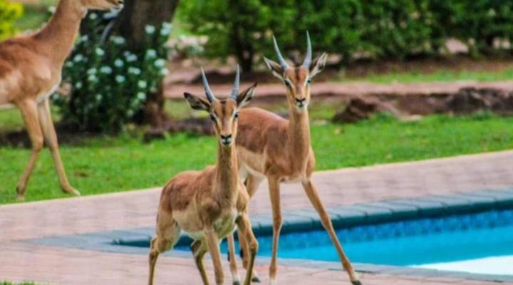 Villa Rosa Guest Farm