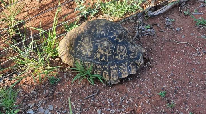 Villa Rosa Guest Farm