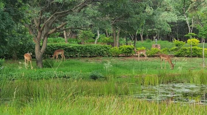 Villa Rosa Guest Farm