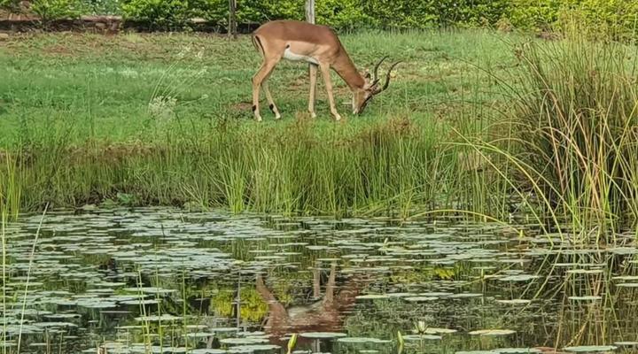 Villa Rosa Guest Farm