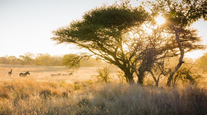 Hayward's Safari House