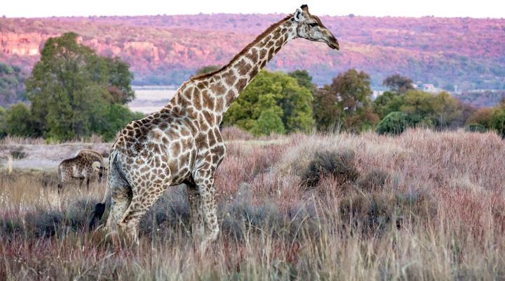 Hayward's Safari House